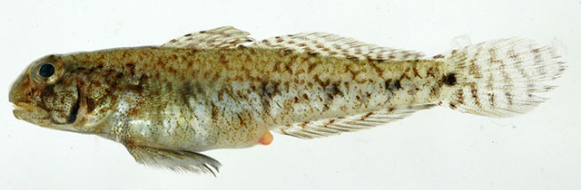 Ctenogobius stigmaturus