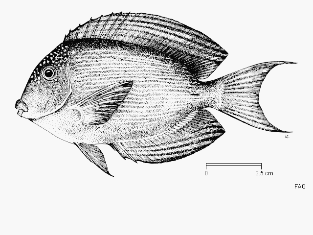 Ctenochaetus striatus