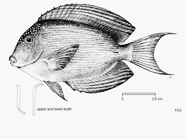 Ctenochaetus striatus