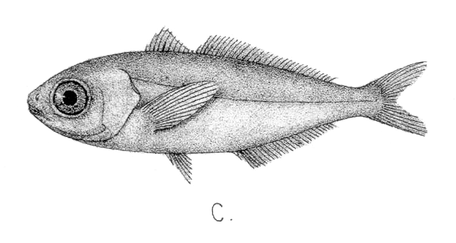 Cubiceps gracilis