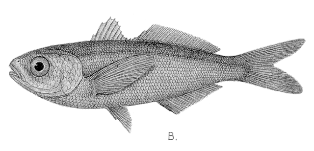 Cubiceps gracilis