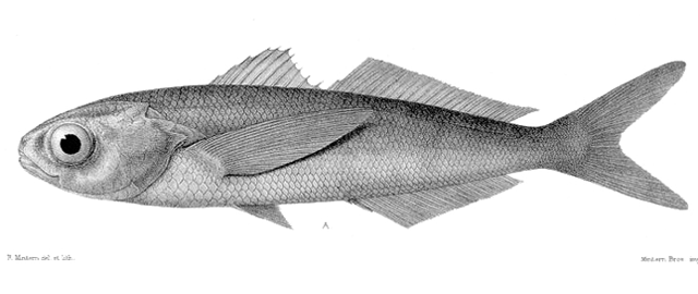 Cubiceps gracilis