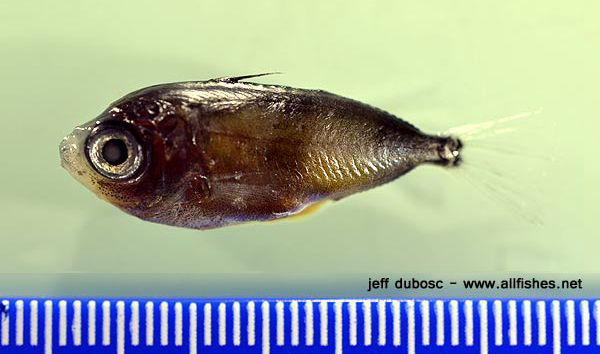 Cubiceps pauciradiatus