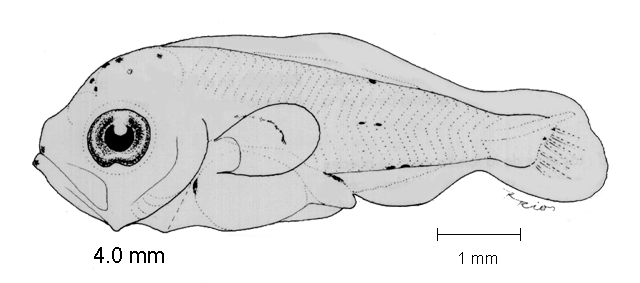 Cubiceps pauciradiatus