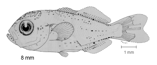 Cubiceps pauciradiatus