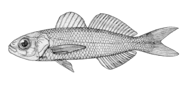 Cubiceps pauciradiatus