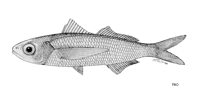 Cubiceps pauciradiatus