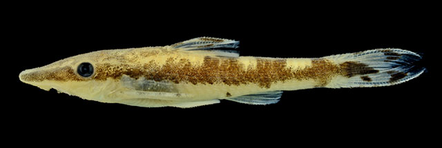 Curculionichthys scaius