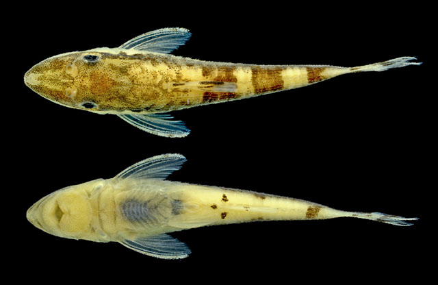 Curculionichthys scaius