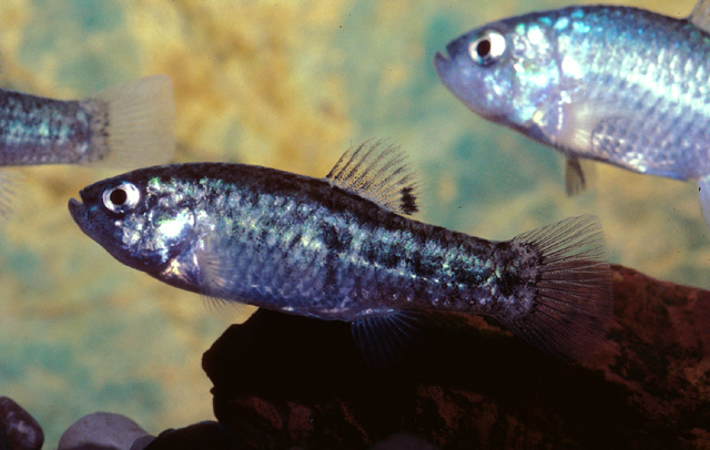 Cyprinodon eremus