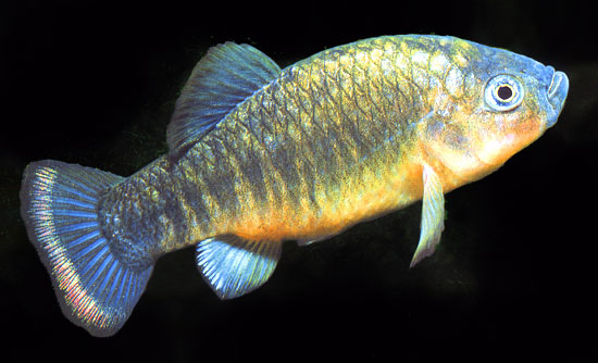 Cyprinodon fontinalis