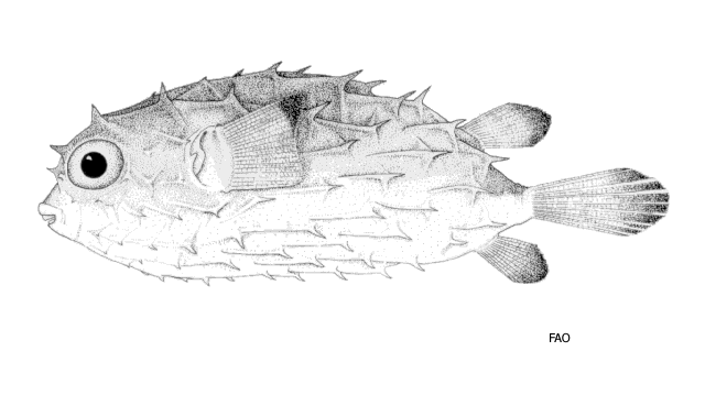 Cyclichthys hardenbergi