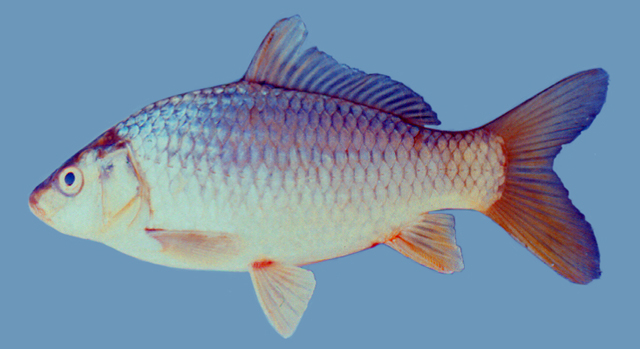 Cyprinus intha