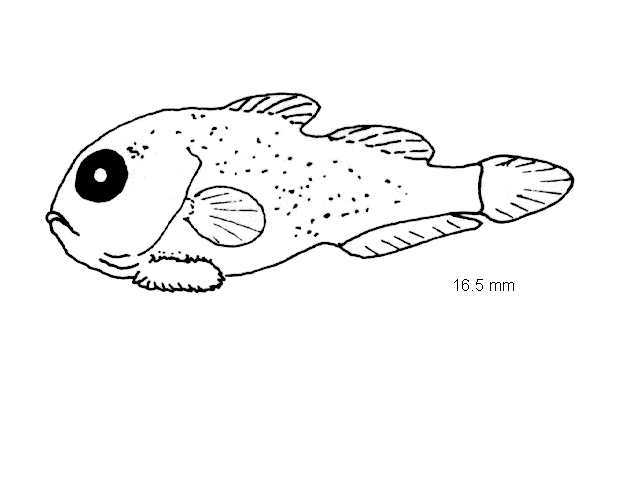 Cyclopterus lumpus