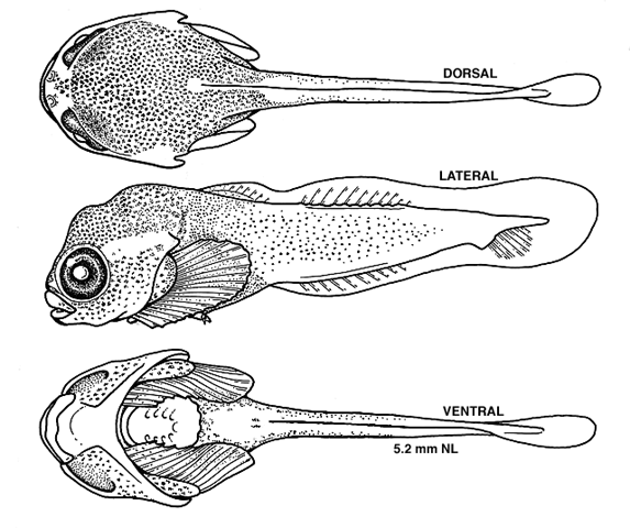 Cyclopterus lumpus