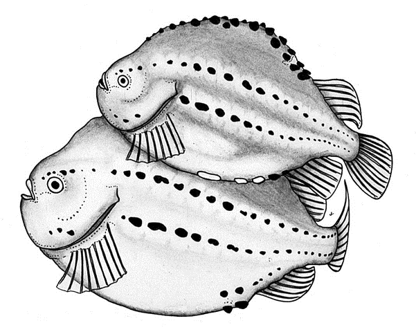 Cyclopterus lumpus