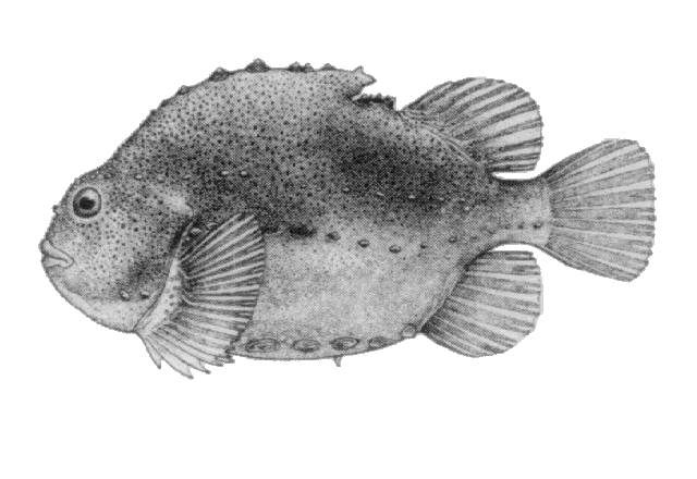 Cyclopterus lumpus