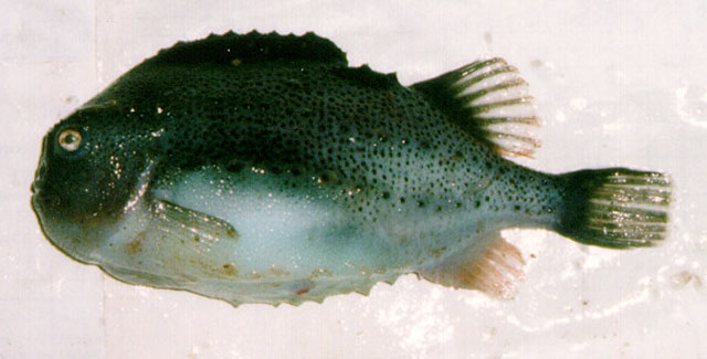 Cyclopterus lumpus