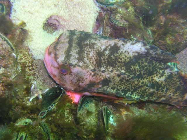 Cyclopterus lumpus