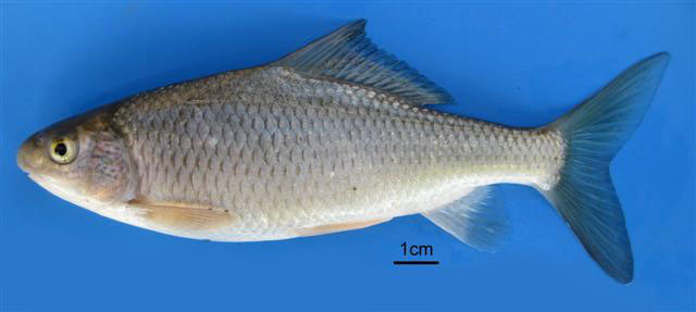 Cyprinion macrostomus