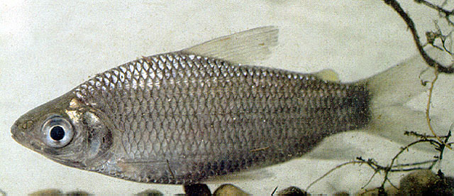 Cyphocharax magdalenae