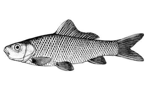 Cyprinus megalophthalmus