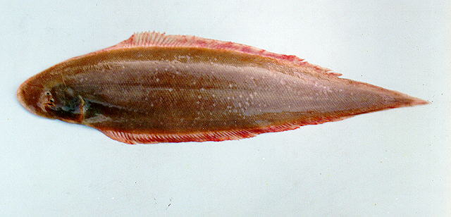 Cynoglossus microlepis