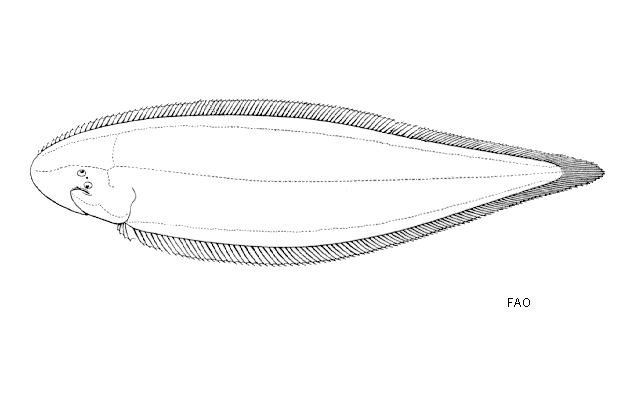 Cynoglossus microlepis