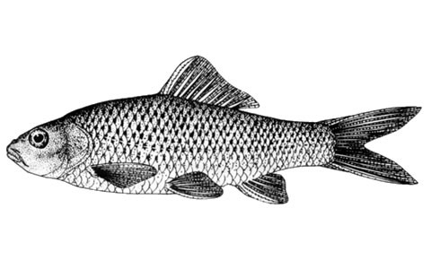 Cyprinus micristius