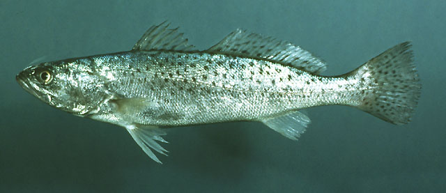 Cynoscion nebulosus