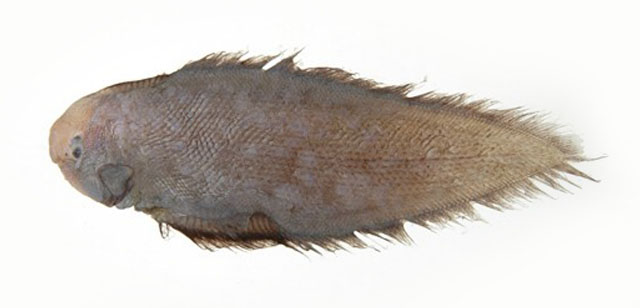 Cynoglossus nigropinnatus