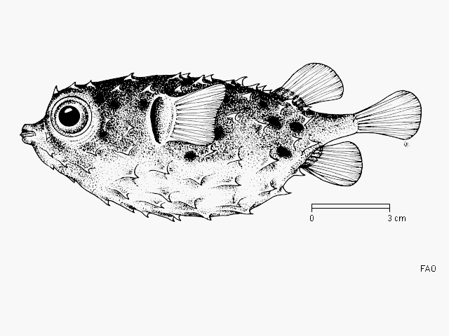 Cyclichthys orbicularis