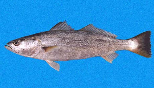 Cynoscion phoxocephalus