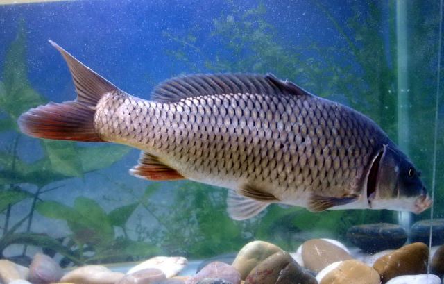 Cyprinus rubrofuscus