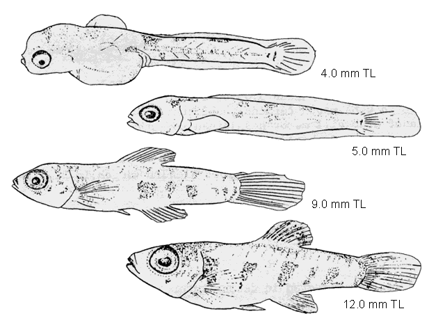 Cyprinodon variegatus