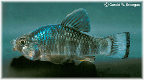 Cyprinodon variegatus