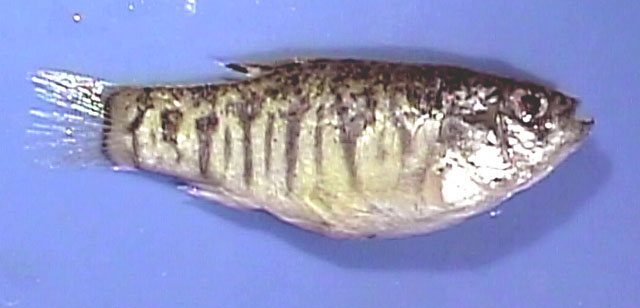 Cyprinodon variegatus