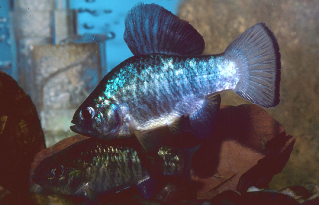 Cyprinodon variegatus