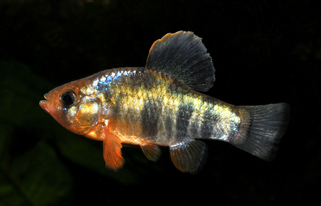 Cyprinodon variegatus