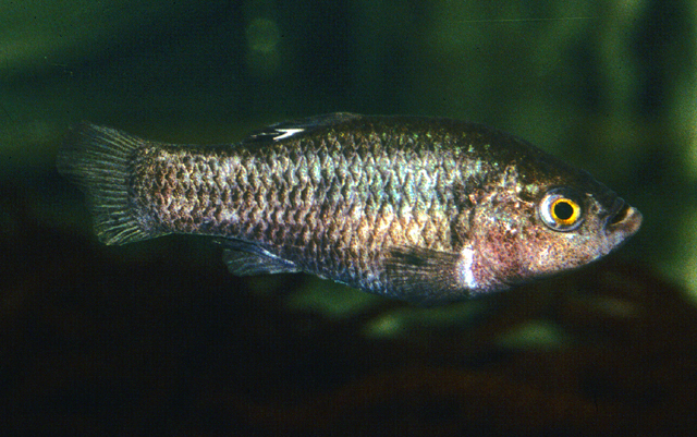 Cyprinodon veronicae