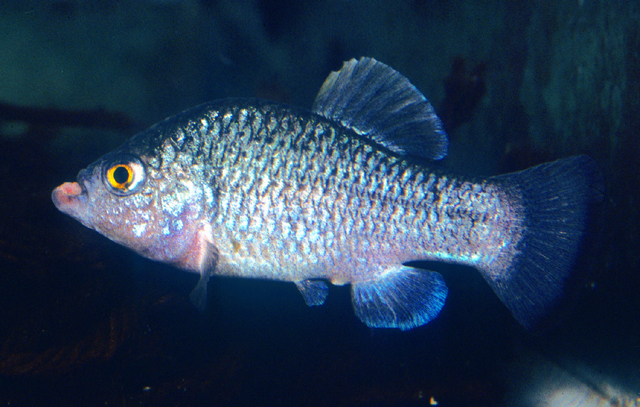 Cyprinodon veronicae