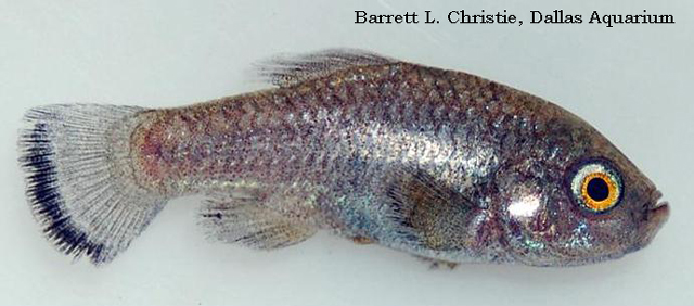 Cyprinodon veronicae