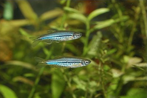 Danio nigrofasciatus