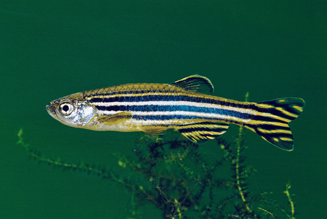 Danio rerio