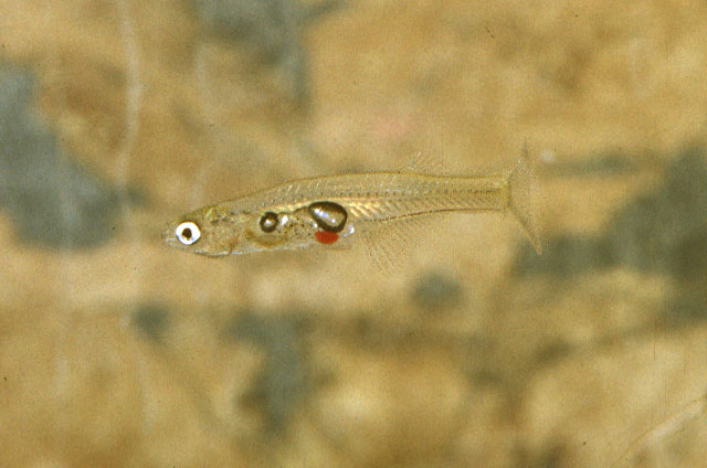 Danionella translucida