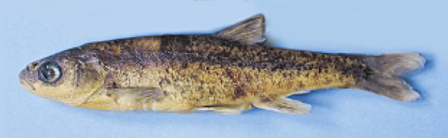 Delminichthys adspersus