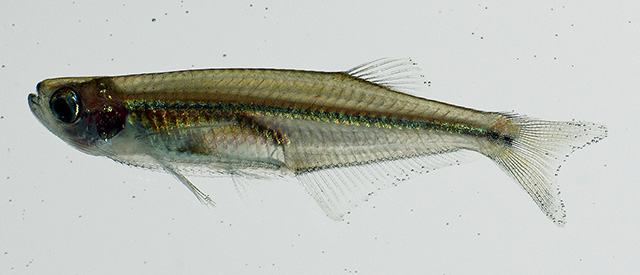 Denticeps clupeoides