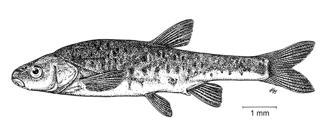 Delminichthys krbavensis