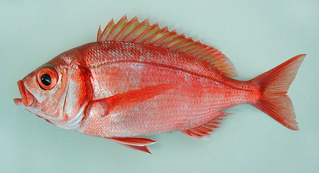 Dentex macrophthalmus