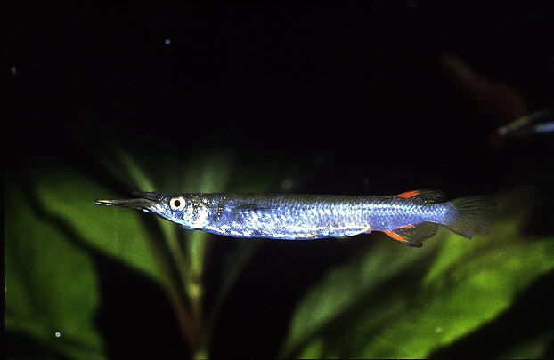 Dermogenys pusilla